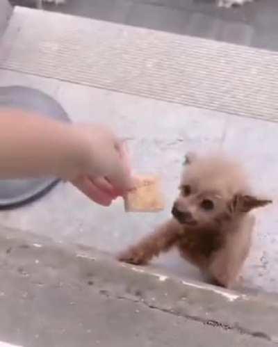 It's snack time for the floofers