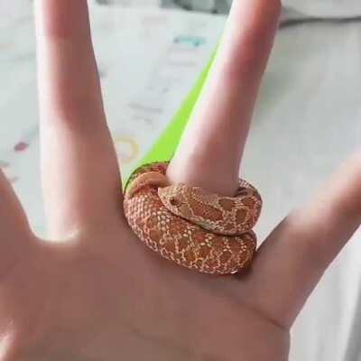 Baby gold Serpent Ring