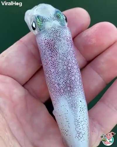 This is how a squid changes it's color