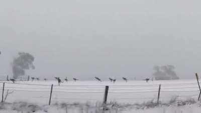 kangaroos in snow