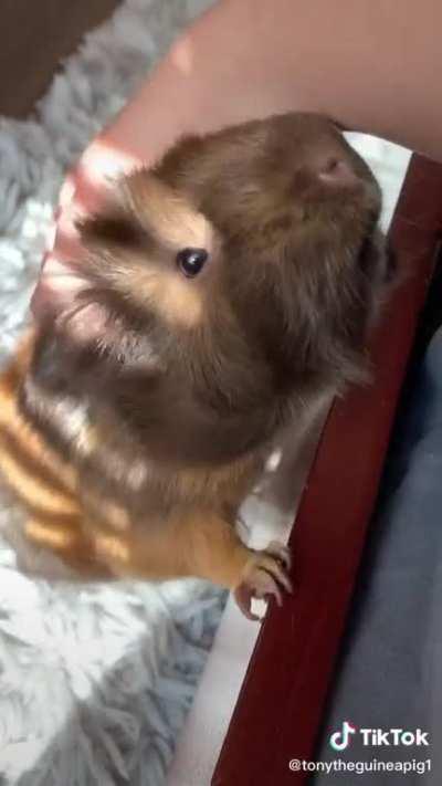 Happy Guinea Pig