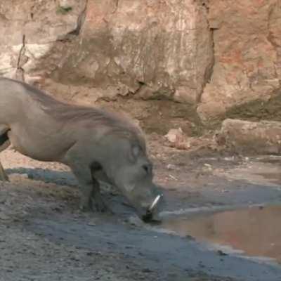 🔥 This Warthog’s incredible reflexes