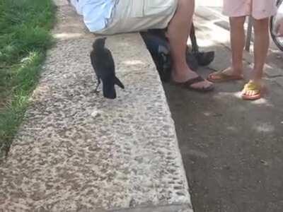 Thirsty crow comes to humans for help