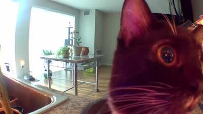 Cat thinks owner is stuck in security camera