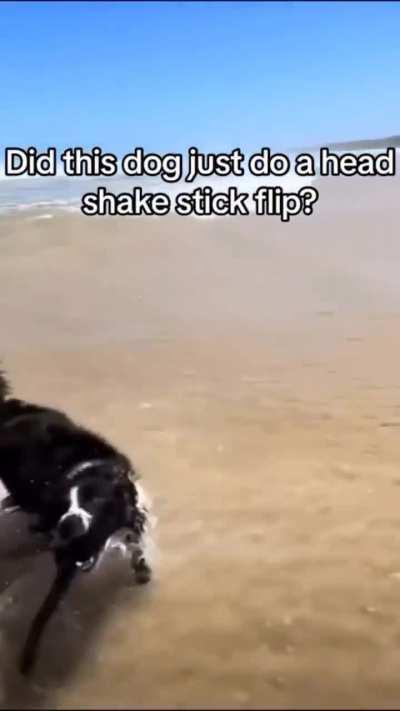 A dog did a randomly interesting trick with a stick. +50000 style points