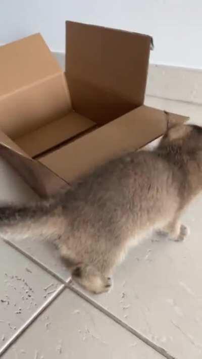 Perfectly cut squeak