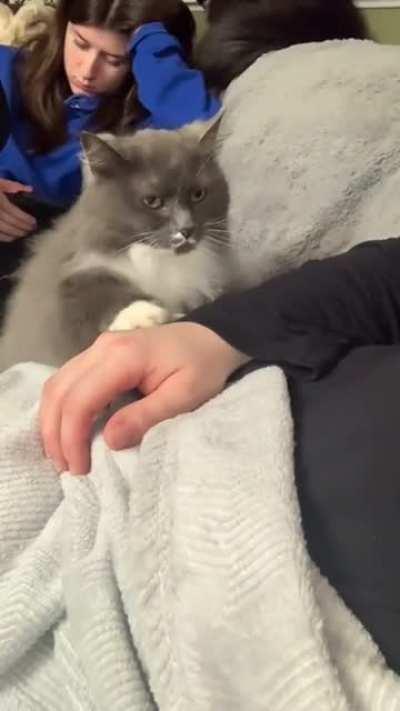 polite cat asks for headrubs