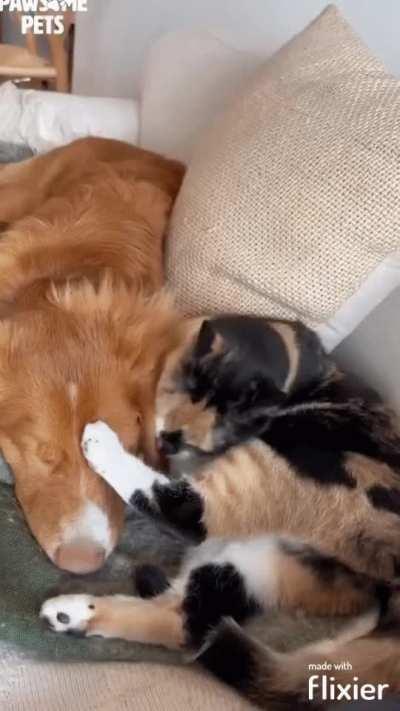 Cat and dog become best friends (GIF )