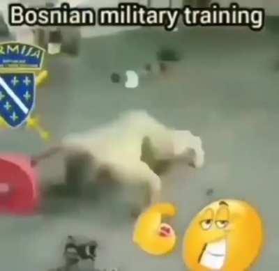 bosnia strong