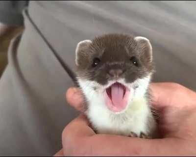 Happy Stoat does an aaaa