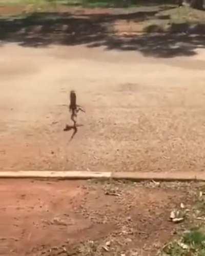 🔥 Frilled-neck lizard going for a run