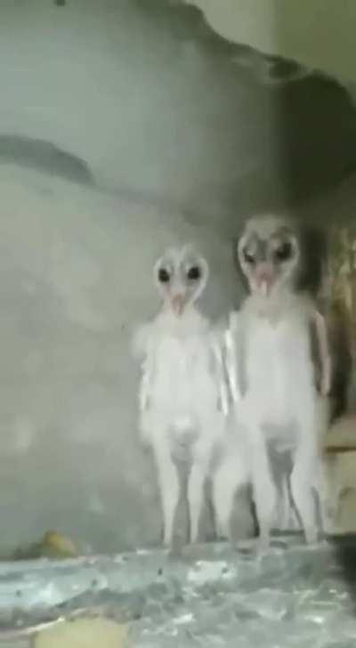 These baby owls looks like aliens