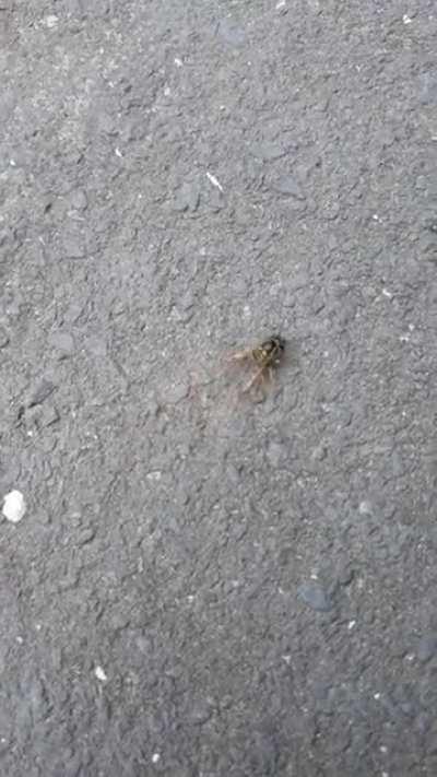 Wasp Head Walking Across The Pavement