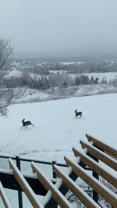 Deers synchronized hops through our yard this morning