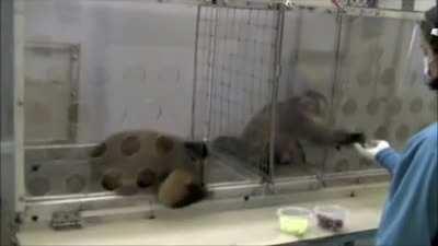 Fairness experiment with capuchin monkeys, reactions of two monkeys getting a different reward for the same work