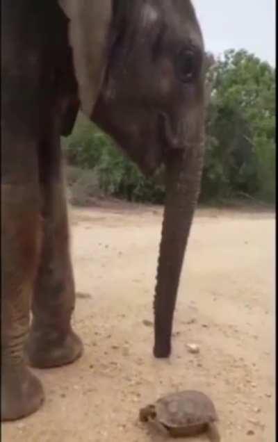 An elephant stops to get a turtle off the road.