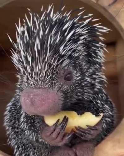 Porcupine eating an apple