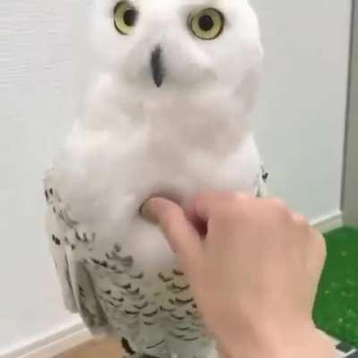 Snowy owls are extremely fluffy.