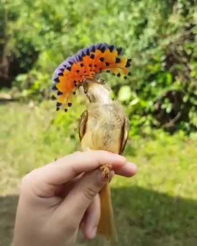 🔥 Amazonian royal flycatcher just beautiful.