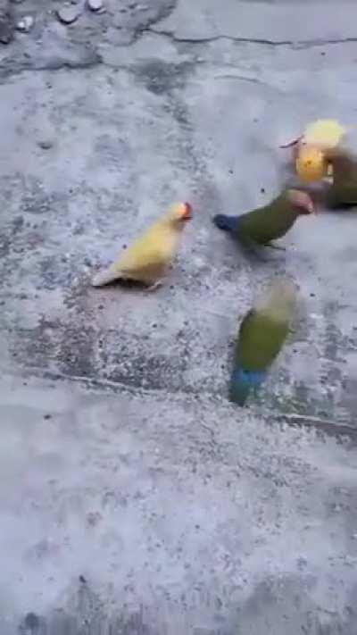 Parrots playing basketball