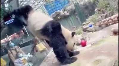 Kongfu Panda