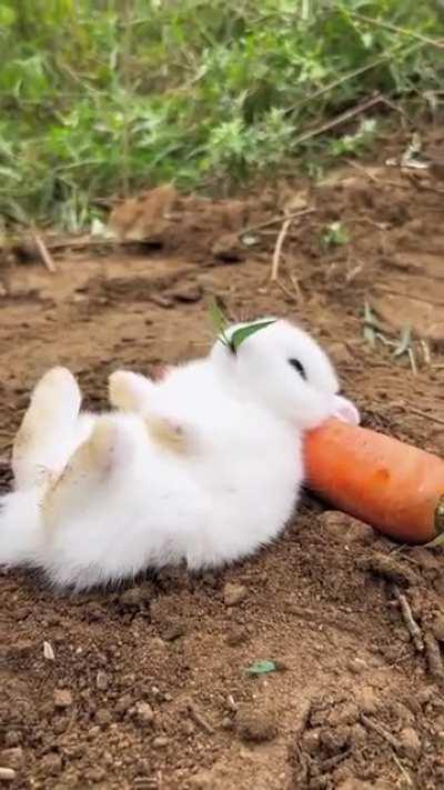 Fluffy bunny living his best life