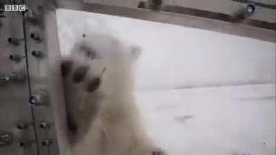 Gordon Buchanan face to face with a huge wild polar bear: mmmhhh what smells like a tasty meal