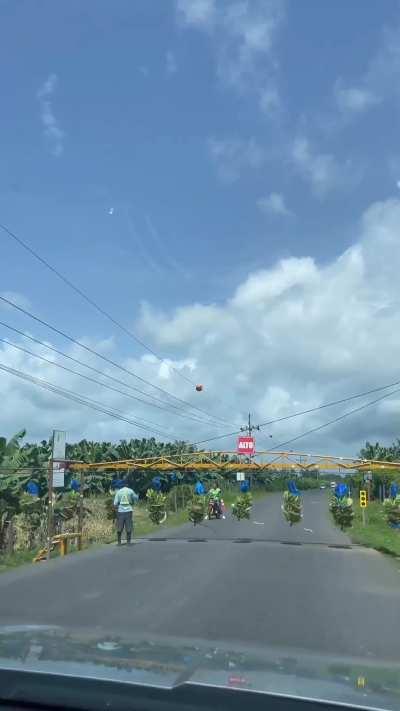 Bananas crossing the road 