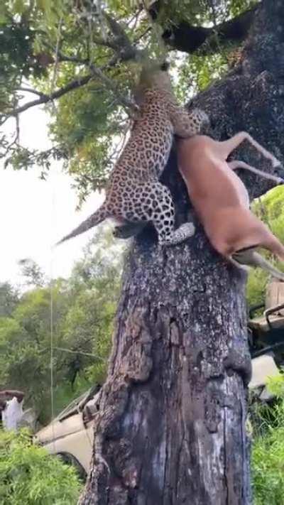 Hlambela male shows off his incredible strength as he hoists a fully grown impala up a big tree. At pound to pound, these large cats are one of the strongest in the world