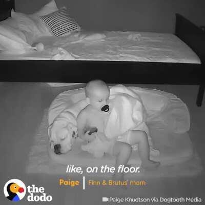 This little boy was caught on camera climbing out of bed to sleep with his dog ❤️