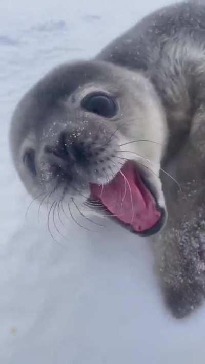 Baby seal’s baby talk