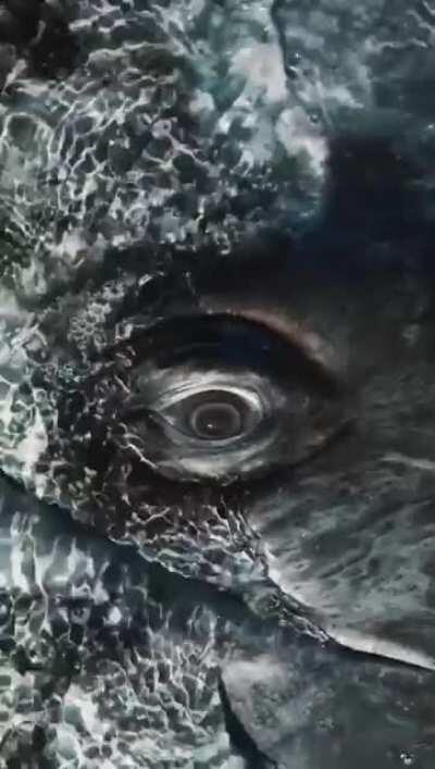 Eye contact with a grey whale