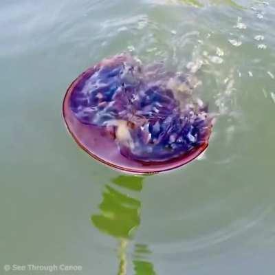 This is how a Horseshoe crab swims