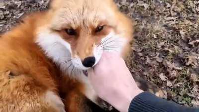 If you have never heard a fox laughing, this is for you.