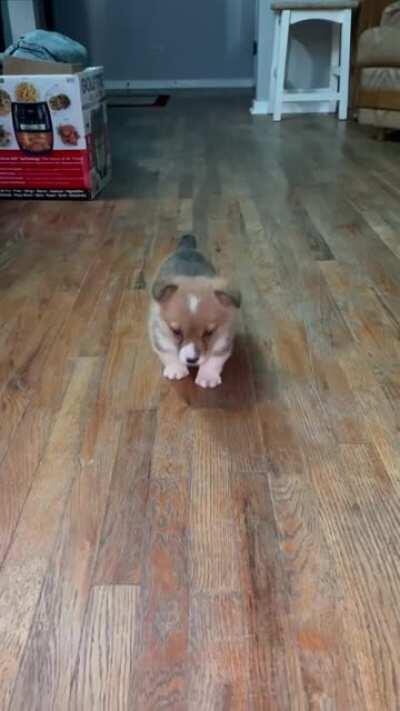 My Dad adopted this adorable Corgi puppy today. She’s a doll.