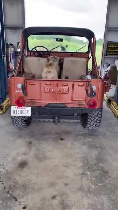 This dog trying to get the fuck out of Texas!