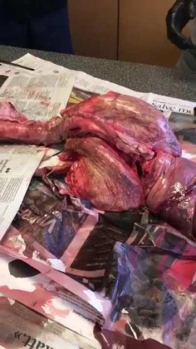 Here are the inflating lungs of a pig