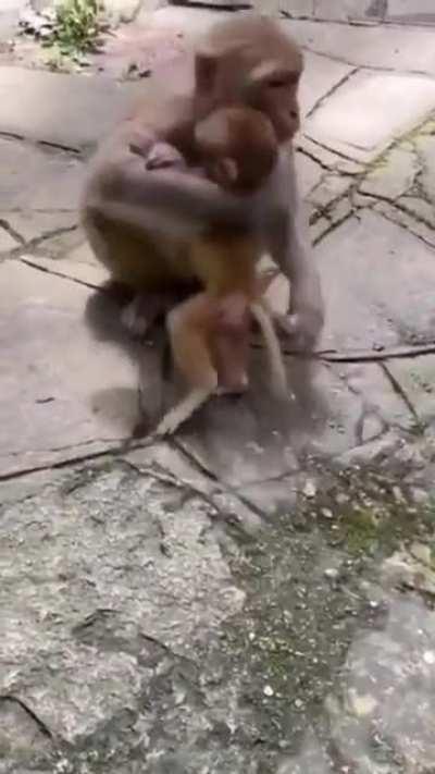 🔥 Mama Monkey kiss her baby