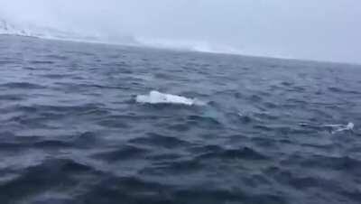 Beluga whale playing fetch with a rugby ball