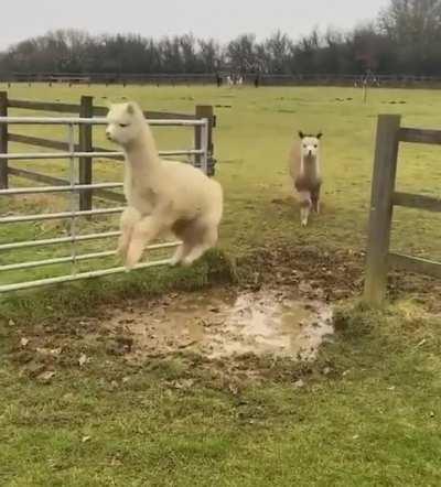 These llamas maneuvering around mud pool