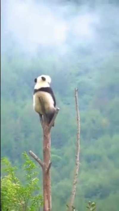 🔥 In summer, pandas climb as high as 4,000 metres in search of cooler temperatures and in winter they can descend as high as 800 metres.