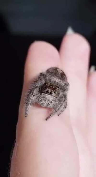 Never thought that spiders can be aww