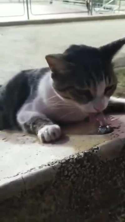 Hydrating the cat