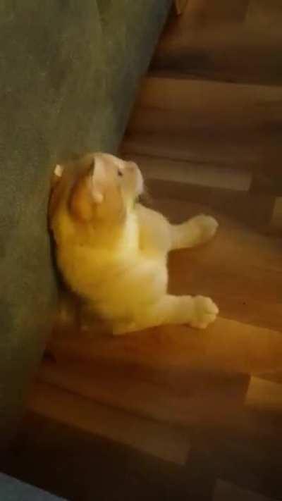 Scared from new years fireworks, our fat cat emerges from his safe haven under the couch