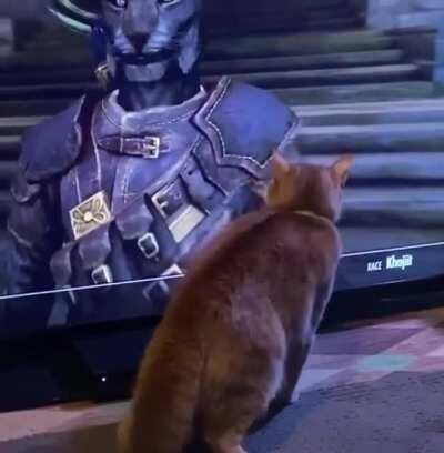 Kitty doesn’t know how to handle a Khajit