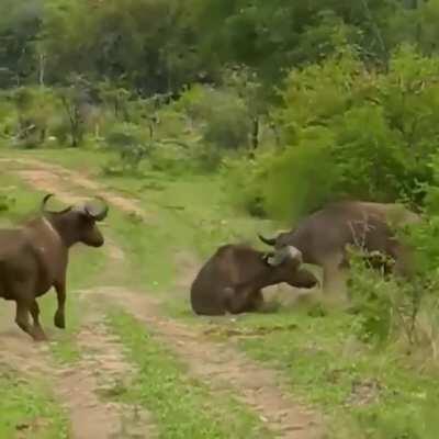 Buffalo flips a lion through the air in order to save it's friend at kruger national park