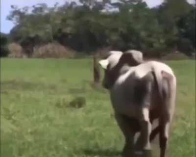 The way this cow kicks his balls