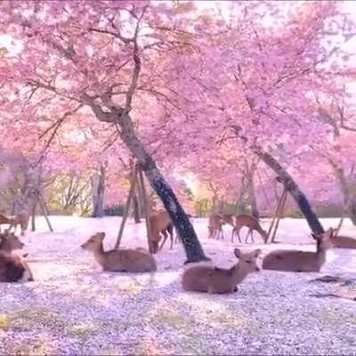 A herd of deer relaxing by cherry blossom trees in Nara, Japan