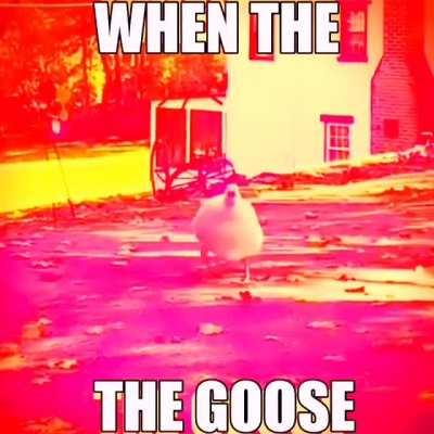 when the the goose