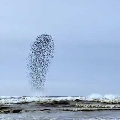 Incredible footage of the flocking behavior of birds known as murmuration. Full video:  